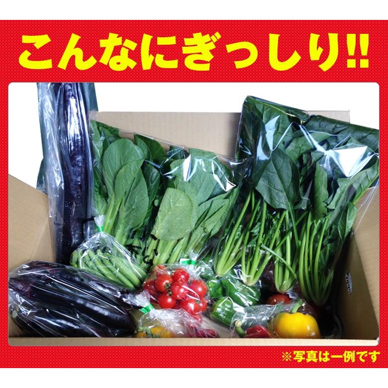 熊本農家がんばるばい応援 野菜セット 野菜詰め合わせ ハピベジもっこす福袋 どっさり野菜箱いっぱい詰め込みます!|hapiveg|06