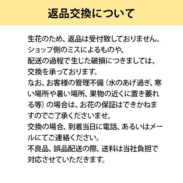 近江の胡蝶蘭 送料無料 3本立ち 25輪以上 ミント 滋賀県産 お祝い ギフト 開業祝い 開店祝い お供え 蘭｜happiness-blossom｜14