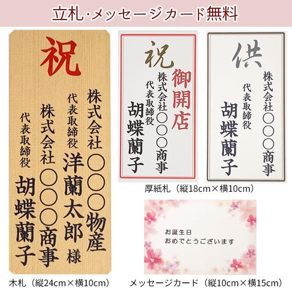 近江の胡蝶蘭 送料無料 3本立ち 36輪以上 ピンクダイアモンド 滋賀県産 お祝い ギフト 開業祝い 開店祝い お供え 蘭｜happiness-blossom｜07