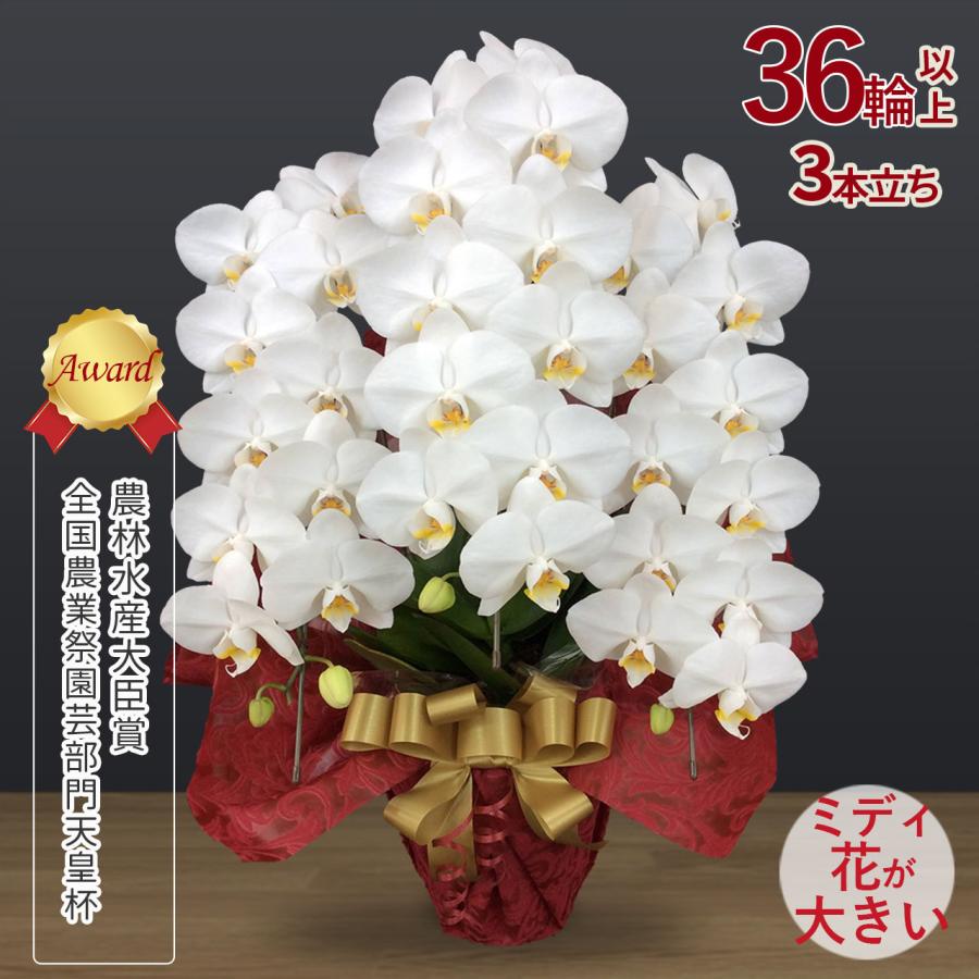 秋ギフト】近江の胡蝶蘭 送料無料 3本立ち 36輪以上 パールミント 滋賀