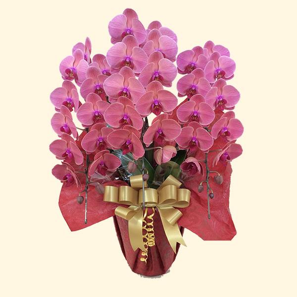 3本立ち 近江の胡蝶蘭 36輪以上 スカーレット 滋賀県産 Happiness Blossom Sca36 近江の胡蝶蘭 ハピネスブロッサム 通販 Yahoo ショッピング