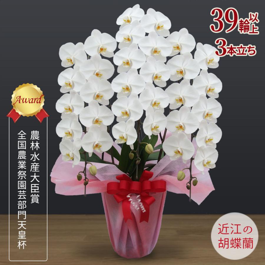 驚きの安さ 滋賀県産 39輪以上 3本立ち 送料無料 母の日 近江の胡蝶蘭 高級感溢れる近江の胡蝶蘭 並びが美しく花持ち抜群 お祝い 蘭 お供え 開店祝い 開業祝い ギフト 生花