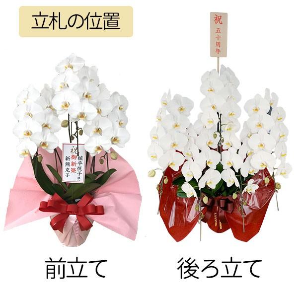 胡蝶蘭ギフト】近江の胡蝶蘭 送料無料 3本立ち 48輪以上 滋賀県産