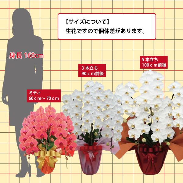 【オーダーメイド可】エジプト超長綿100% 850TC 花柄 蝶々 4点セット リンドール ミニブーケボックス 14P | リンツ チョコレート オンライン