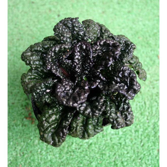 花苗 アジュガ モコラ 1鉢 3号 お取り寄せ 通年販売 Ajuga Pyramidalis Metallica Crispa 宿根草 鉢植え ガーデニング 07ajugamocora1pot Happygarden 通販 Yahoo ショッピング