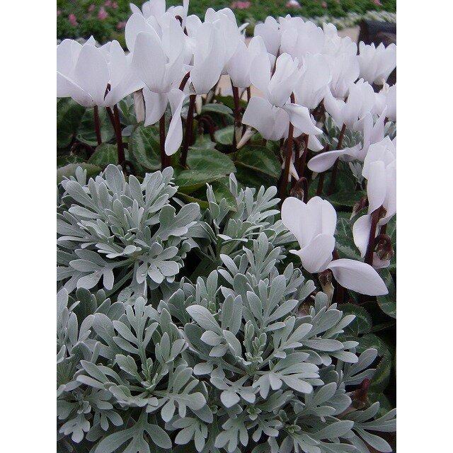 花苗 モクビャッコ 木白虹 3鉢セット3号 お届け中 Crossostephium Chinense シルバーリーフ 寄せ植え リースの寄せ植え 多年草 08asteraceaemokubyako1pot Happygarden 通販 Yahoo ショッピング