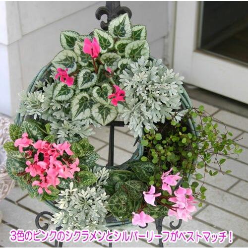 花苗 モクビャッコ 木白虹 1鉢3号 お届け中 Crossostephium Chinense シルバーリーフ 寄せ植え リースの寄せ植え 多年草 08asteraceaemokubyako1pot Happygarden 通販 Yahoo ショッピング