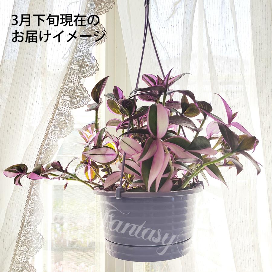 観葉植物 トラディスカンチア セブリナ クオーダリー 6号 観葉植物 トラディスカンチア セブリナ クオーダリー 6号