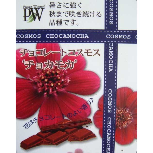 花苗 チョコレートコスモス チョカモカ1鉢 3 5号サイズ Cosmos Chocomoka チョカモ チョコレート色 黒花 大苗 花苗 秋 多年草 宿根 秋苗 苗物 コスモス 珍しい花 Amn10cosmoschocomoka1pot Happygarden 通販 Yahoo ショッピング