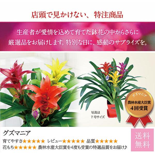鉢花 ギフト グズマニア ミックスカラー 3本立ち 鉢植え 6号 お