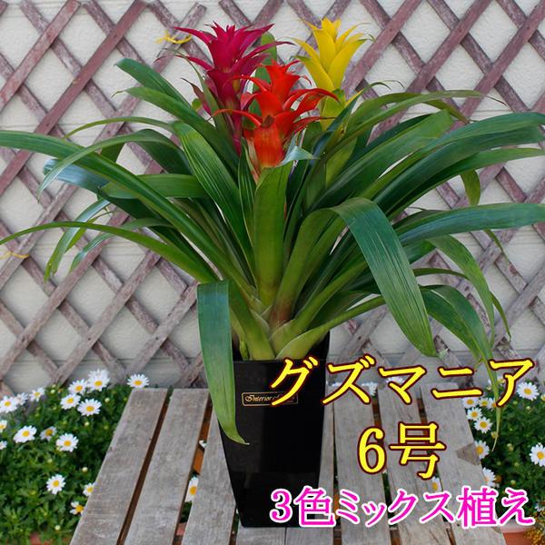 鉢花 ギフト グズマニア ミックスカラー 3本立ち 鉢植え 6号 お