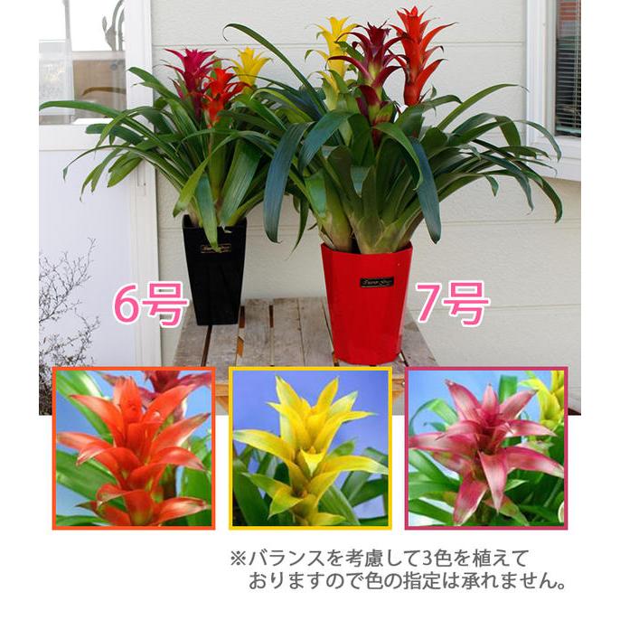 鉢花 ギフト グズマニア ミックスカラー 3本立ち 鉢植え 6号 お