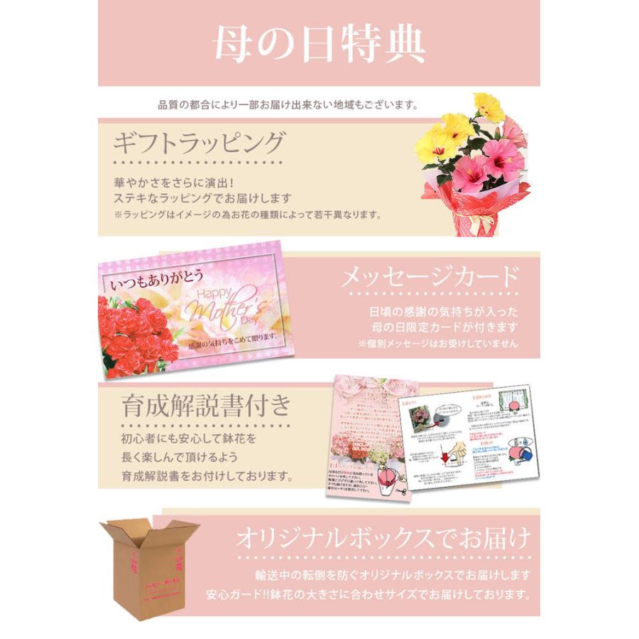 鉢花 ギフト グズマニア ミックスカラー 3本立ち 鉢植え 6号 お