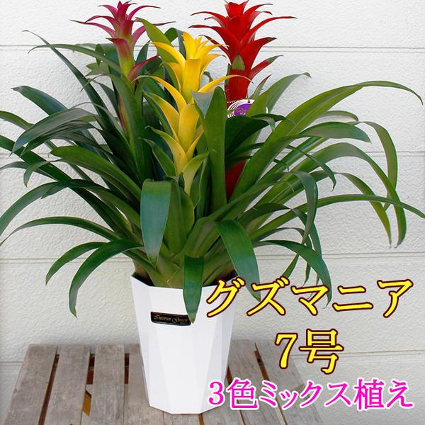 父の日 遅れてごめんね 花 鉢花 鉢花 グズマニア ミックスカラー 3本