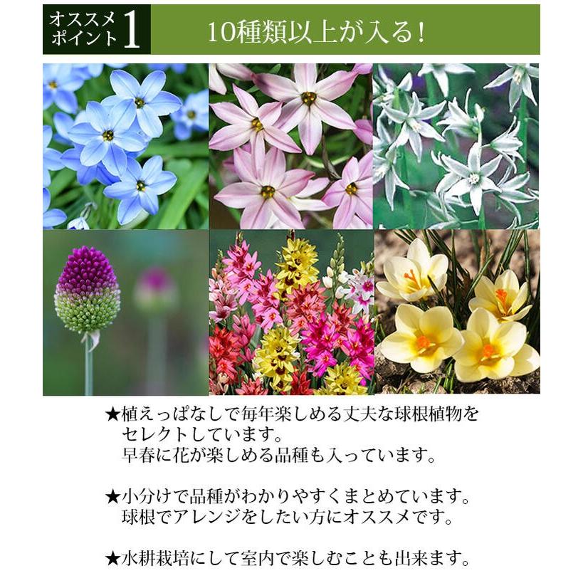 秋植え球根 クリスマス 球根福袋 150球 チューリップ クロッカス アリウム オーニソガラム イングリッシュベル等 Bu At16omakase105bulb Happygarden 通販 Yahoo ショッピング