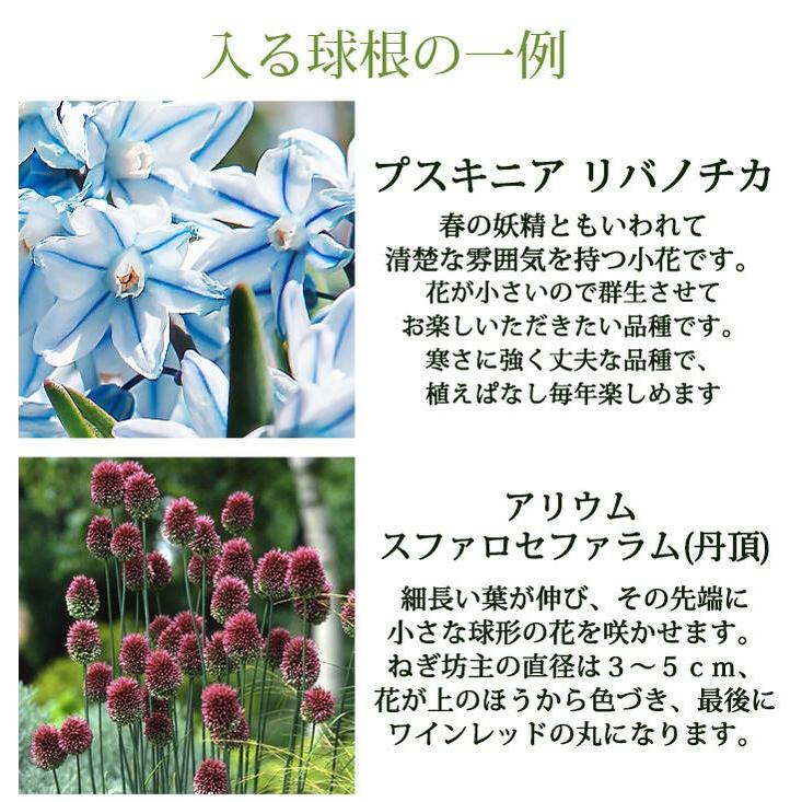 秋植え球根 クリスマス 球根福袋 150球 チューリップ クロッカス アリウム オーニソガラム イングリッシュベル等 Bu At16omakase105bulb Happygarden 通販 Yahoo ショッピング