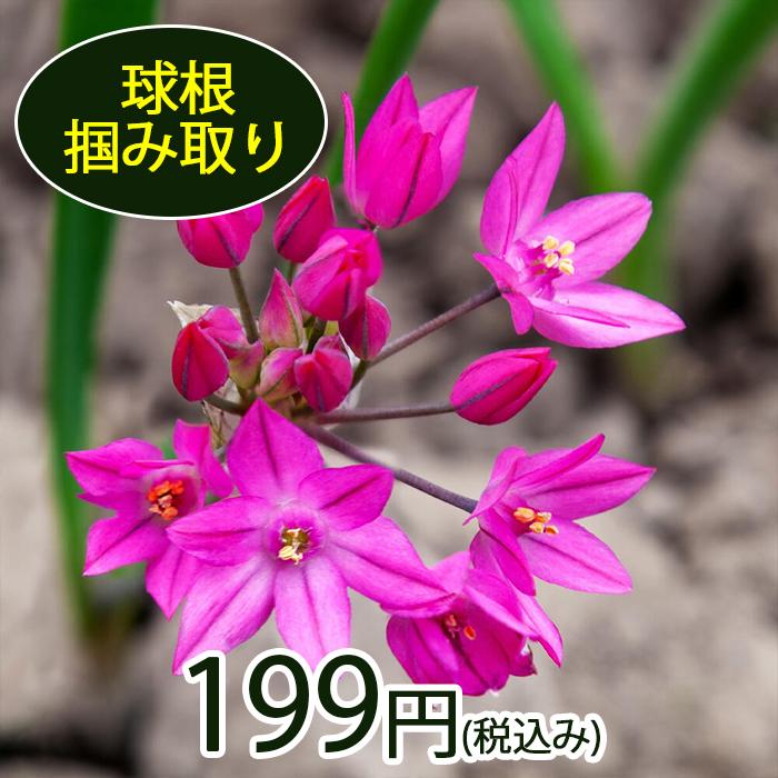 訳アリ アリウム 球根 つかみ取り オリオフィラム 1掴み 35球 55球程度 お届け中 メール便 小球根 Allium 野放し 花の球根 冬植え球根 Bu At21tukaalliu Happygarden 通販 Yahoo ショッピング