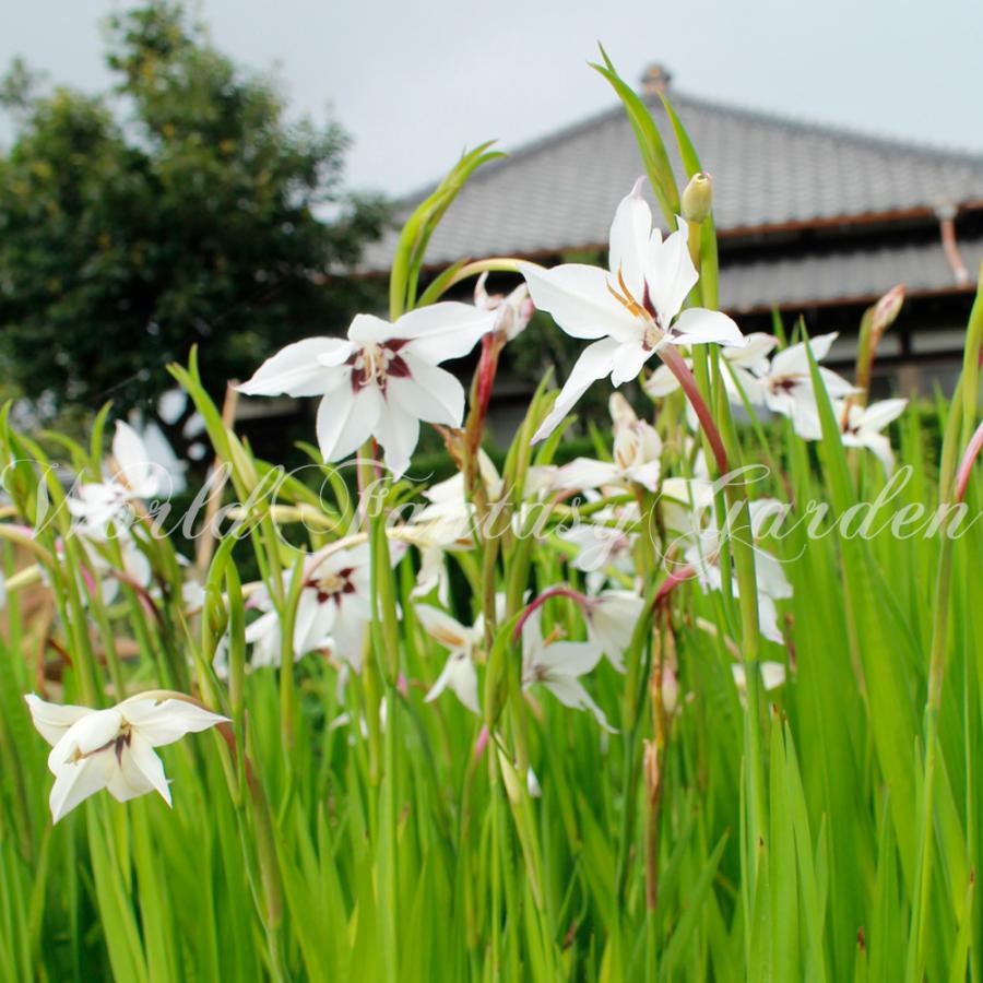 お試し球根 アシダンセラ 3球セット お届け中 メール便 Gladiolus callianthus アシダンテラ アキダンテラ 小球根 メール便 2022SBU｜happy-garden｜04