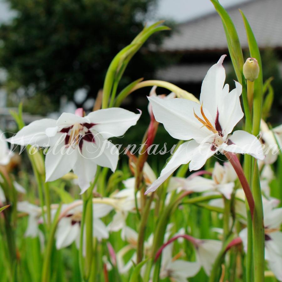 お試し球根 アシダンセラ 3球セット お届け中 メール便 Gladiolus callianthus アシダンテラ アキダンテラ 小球根 メール便 2022SBU｜happy-garden｜05