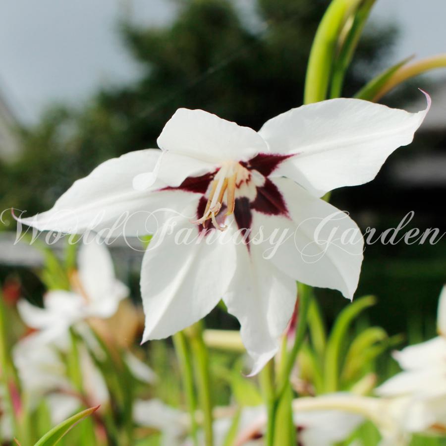 お試し球根 アシダンセラ 3球セット お届け中 メール便 Gladiolus callianthus アシダンテラ アキダンテラ 小球根 メール便 2022SBU｜happy-garden｜06