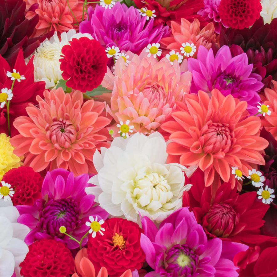 驚きの値段 球根 お楽しみダリア おまかせ混色 5球セット お届け中 コンパクト便でお届け Dahlia テンジクボタン 天竺牡丹 キク 菊 球根植物 多年草 1000n 22sbu Witravel It