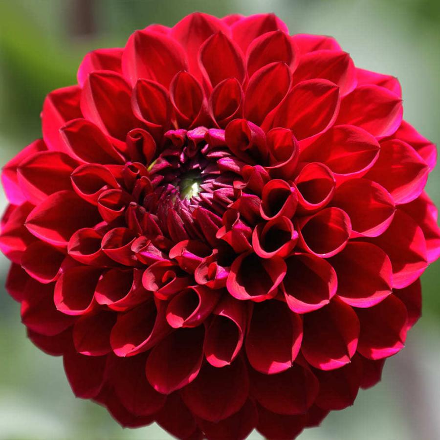 内祝い 球根 ポンポンダリア おまかせ混色 6球入り お届け中 コンパクト便でお届け Dahlia テンジクボタン 天竺牡丹 キク 菊 多年草 球根植物 1000n 22sbu Aynaelda Com