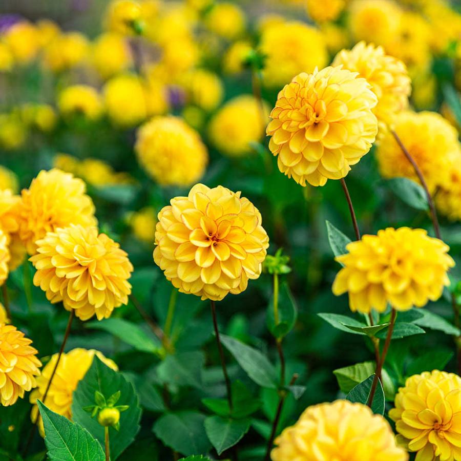 内祝い 球根 ポンポンダリア おまかせ混色 6球入り お届け中 コンパクト便でお届け Dahlia テンジクボタン 天竺牡丹 キク 菊 多年草 球根植物 1000n 22sbu Aynaelda Com