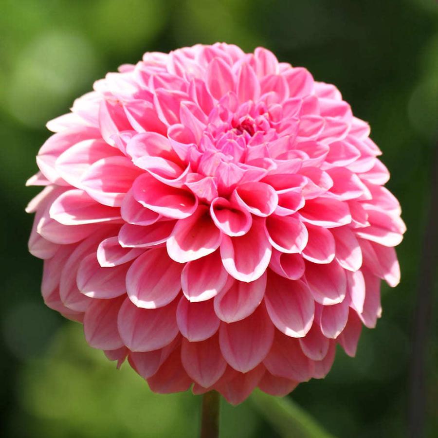 内祝い 球根 ポンポンダリア おまかせ混色 6球入り お届け中 コンパクト便でお届け Dahlia テンジクボタン 天竺牡丹 キク 菊 多年草 球根植物 1000n 22sbu Aynaelda Com