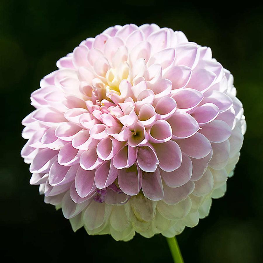 内祝い 球根 ポンポンダリア おまかせ混色 6球入り お届け中 コンパクト便でお届け Dahlia テンジクボタン 天竺牡丹 キク 菊 多年草 球根植物 1000n 22sbu Aynaelda Com