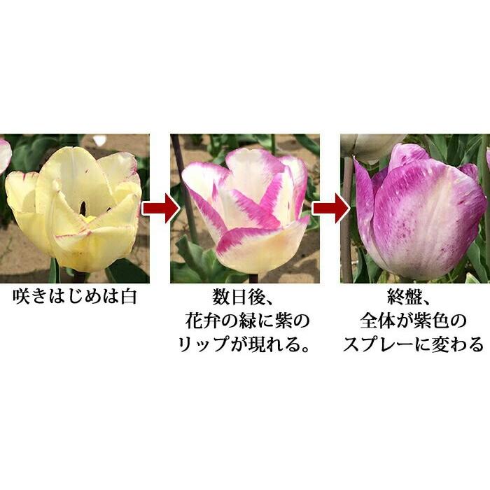 すべての花の画像 ラブリーチューリップ 花弁の数