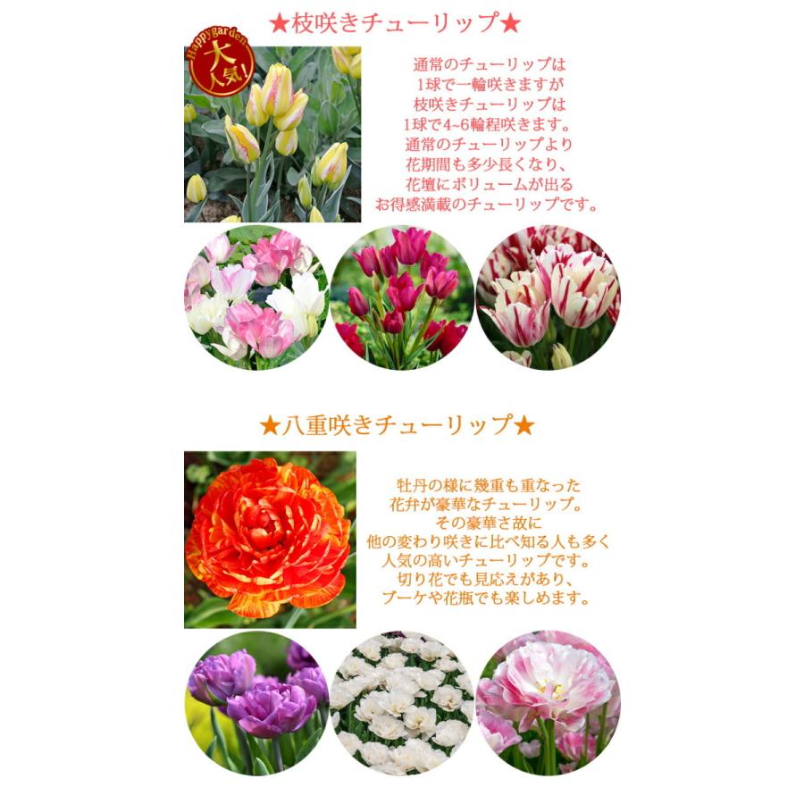 秋植え球根 いろいろなチューリップが楽しめるバラエティチューリップ球根 セット 7種 合計40球 お届け9月下旬 秋植先行予約 八重咲き 枝咲き ユリ咲き フリン Bu Inn19tulip 7mix40q Happygarden 通販 Yahoo ショッピング