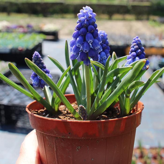 1000円ポッキリ 送料無料 秋植え球根 植えっぱなし 球根 ムスカリ アルメニアカム お届け中 小球根 激安 新作 21bu Muscari 球 Armeniacum メール便でお届け