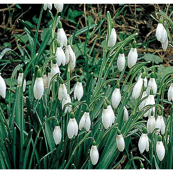 送料無料 秋冬植え球根 水仙 スノードロップ ガランサス エルウィシー 5球 お届け中 メール便でお届け 冬 Narcissus 21bu 1000k Bu Innsnow 1000 Happygarden 通販 Yahoo ショッピング