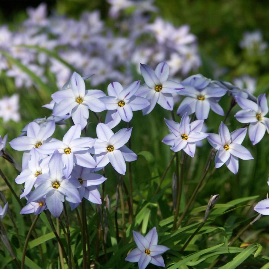 送料無料 秋植え球根 植えっぱなし イフェイオン ウィズレーブルー 15球 お届け中 メール便 Ipheion 青花 21bu Bu Innwisl 1000 Happygarden 通販 Yahoo ショッピング