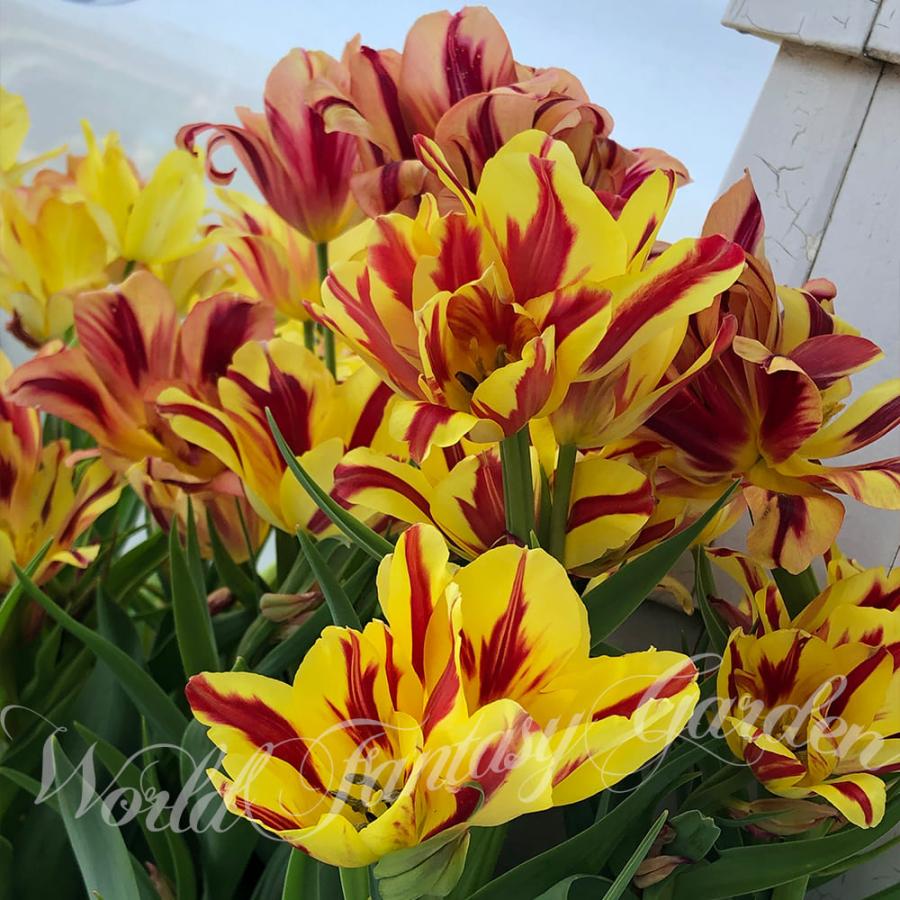 チューリップ 球根 枝咲き ワンダークラブ 中型球根5球入り お届け中 Tulip 秋植え球根 22bu 1000n Bu Inn22tuliwand Happygarden 通販 Yahoo ショッピング