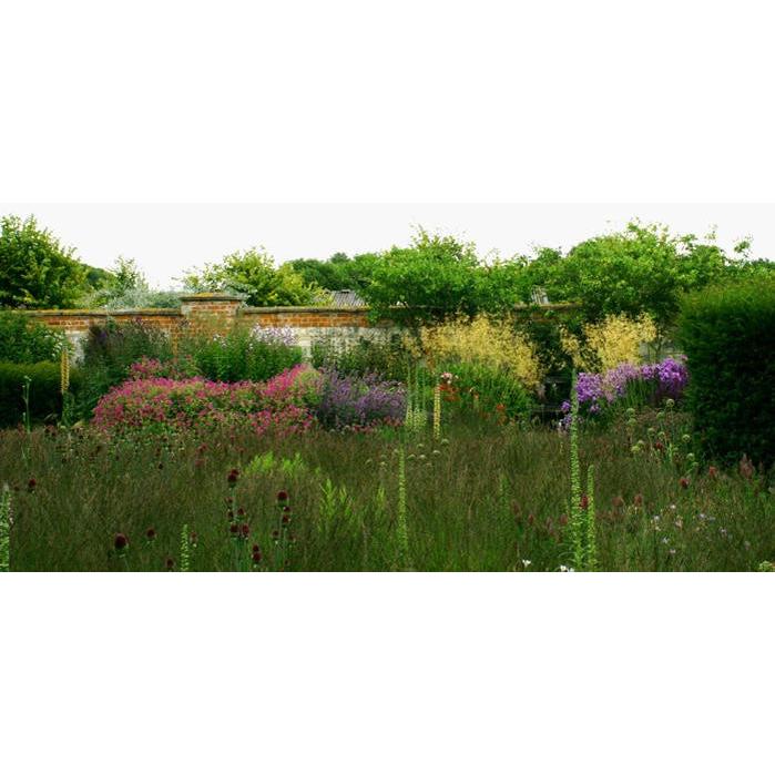 芽出し球根 アリウム スファロセファラム 4ポットセット お届け中 Alliumsphaerocephalum 丹頂 たんちょう 小球根 鉢植え 庭植え 寄せ植え ガーデニング Bu Isy18alliumsphaerocephalum10p Happygarden 通販 Yahoo ショッピング