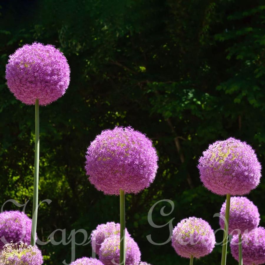 植えっぱなし球根 アリウム ギガンチューム 1球セット先行予約 9