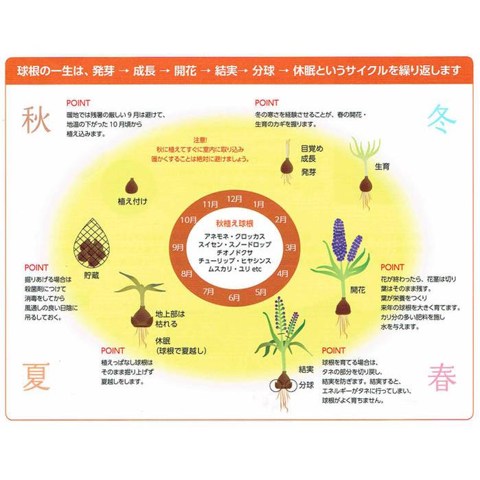 秋植え球根 巨大な玉！アリウム グローブマスター 1球 お届け中 大型球根 宅配便対応 Allium Globe Master Ornamental Onion ガーデニング 2023BU｜happy-garden｜03