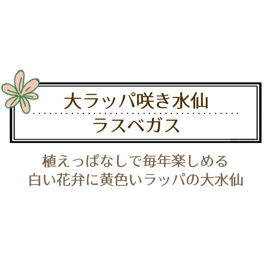 植えっぱなし球根  大ラッパ咲き 黄/白 水仙 ラスベガス 2球入り お届け中 中型球根 Narcissus  黄花 スイセン すいせん 鉢植え 庭植え 冬咲き 2023BU COM｜happy-garden｜03