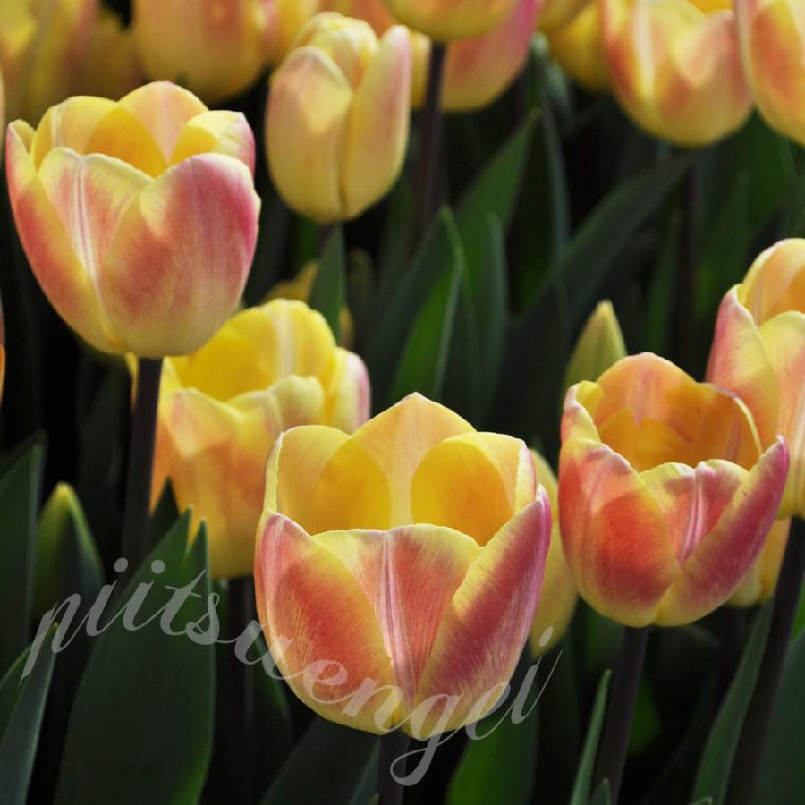 秋植え球根 ＼黄〜桃色に色が変わる！／2色咲きチューリップ メルシー