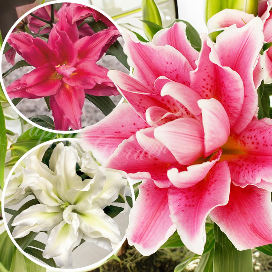 オリエンタルリリー　芽出し球根 色も選べます 芽出し球根苗 オリエンタルローズリリー 八重咲きユリ 選べる種類 1球