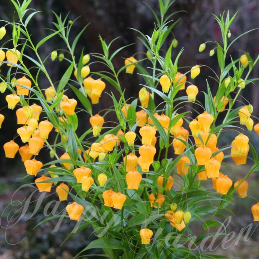 球根 春植え球根 サンダーソニア オーランチアカ 3球 セット 春球根 お届け中 中型球根 Sandersonia Aurantiaca  半耐寒性 橙花 黄花 切花 COM（Yahoo!・HappyGarden）