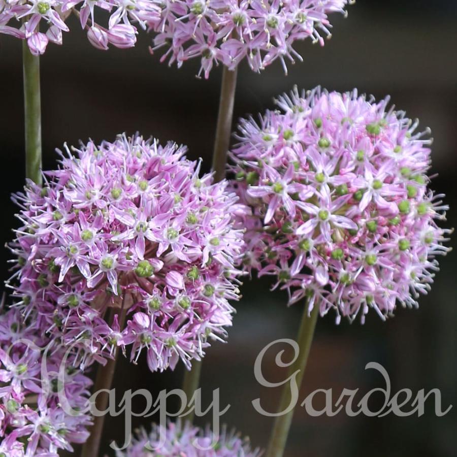 アリウム 球根 ディシピエンス 小球根 3球入り お届け中 Allium 送料無料 メール便 アリューム 球根の花 22bu 1000n Bu Srn22allideci Happygarden 通販 Yahoo ショッピング
