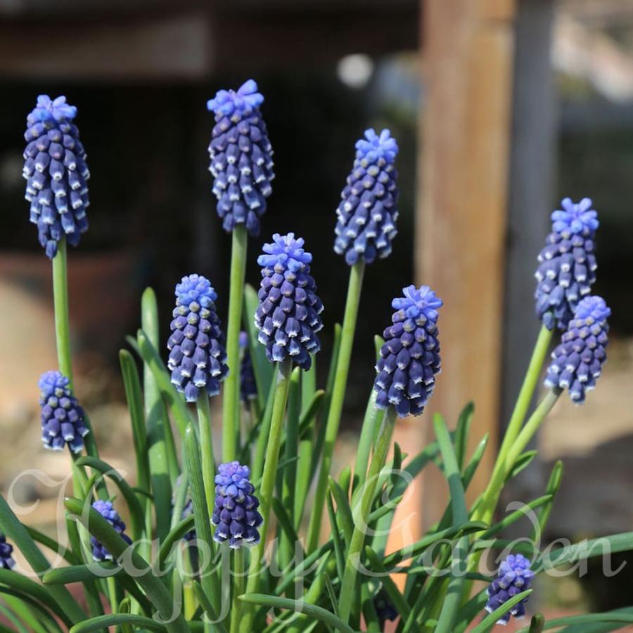 植えっぱなし球根 ムスカリ ナイトアイズ 5球セット お届け中 小球根 メール便対応 Muscari 秋植え 野放し 2023BU｜happy-garden｜03