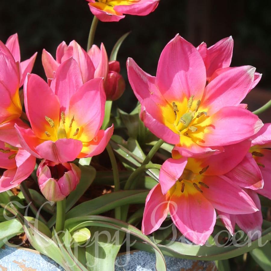植えっぱなし 球根 花 原種チューリップ ダニエラ 5球セット 植えっぱなし 球根 花 原種チューリップ ダニエラ 5球セット