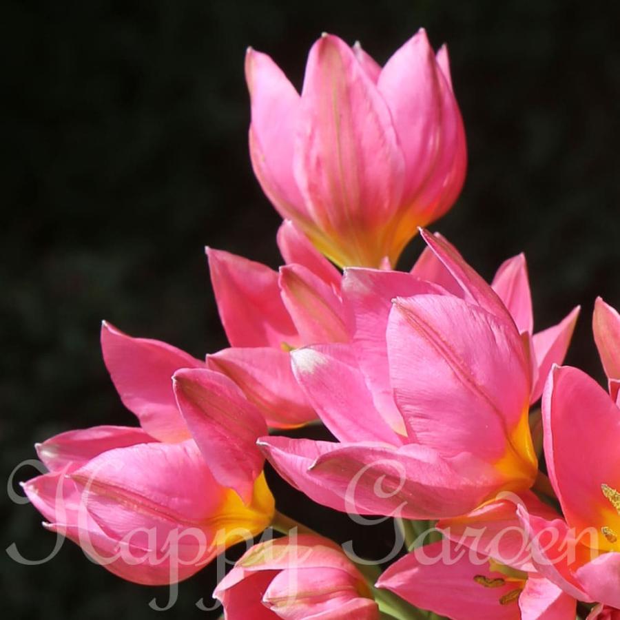 植えっぱなし 球根 花 原種チューリップ ダニエラ 5球セット 植えっぱなし 球根 花 原種チューリップ ダニエラ 5球セット