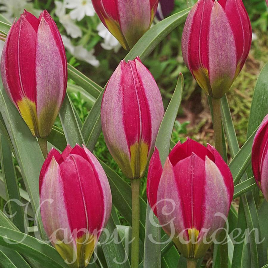 チューリップ 球根 原種系 レッドビューティー 10球セット お届け中 送料無料 メール便 小球根 22bu 1000n Bu Srn22tulired10b Happygarden 通販 Yahoo ショッピング