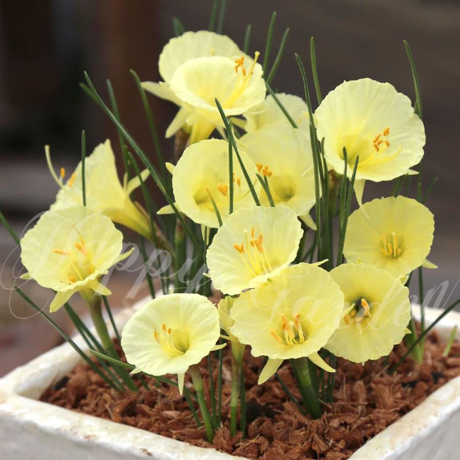 植えっぱなし球根 水仙 ジュリアジェーン 3球セット お届け中 小型球根