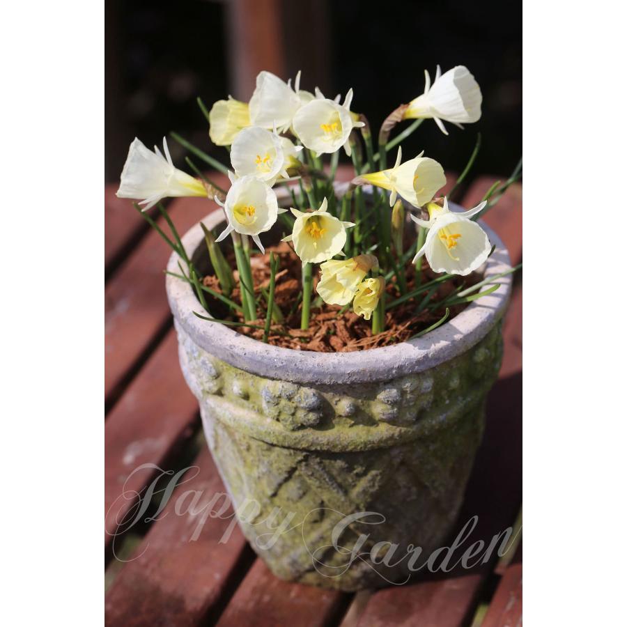 球根 花 植えっぱなし ミニ水仙 ホワイトペチコート 3球セット 球根 花 植えっぱなし ミニ水仙 ホワイトペチコート 3球セット