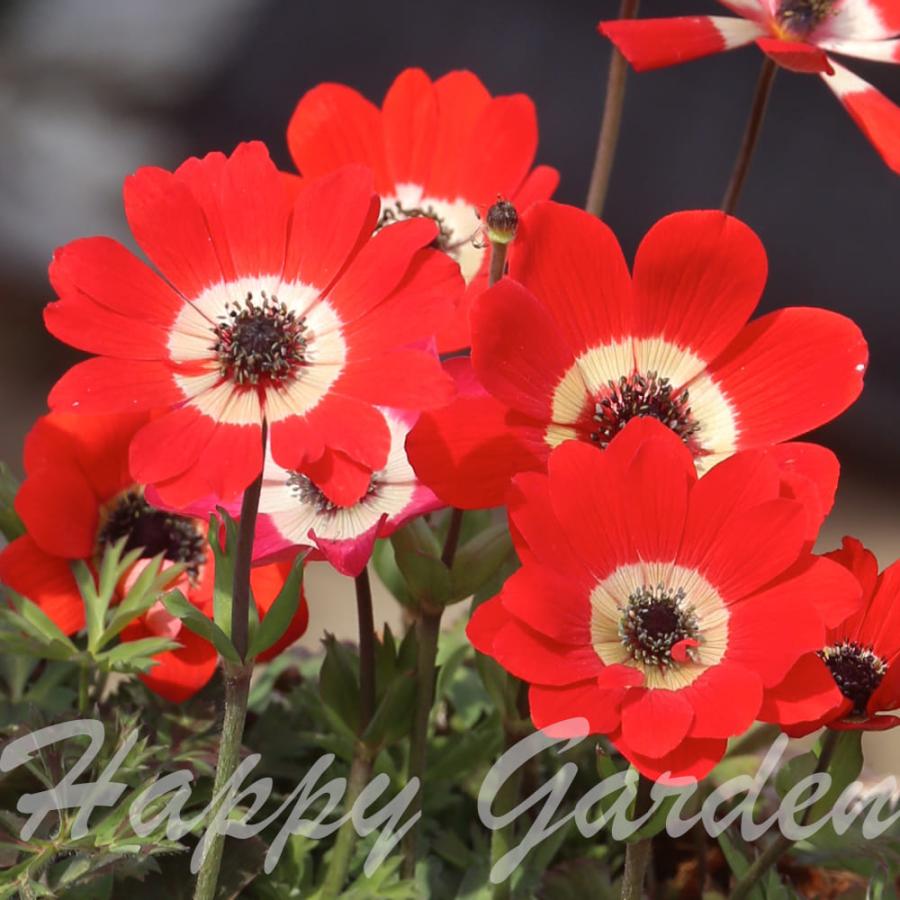 小球根 秋 冬 アネモネ フルゲンス レッドシェード 10球入り お届け中 Anemone Fulgens 22bu 1000n Bu Sry22anemred Happygarden 通販 Yahoo ショッピング